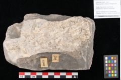Foto (Objekt + Etikett) von Apocynophyllum cretaceum Ettingshausen (NHMW-GEO-2024-0188-10600)